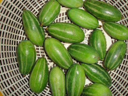 Trichosanthes dioica